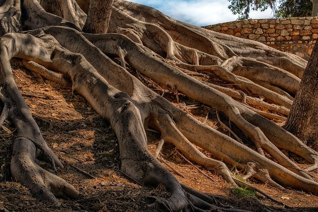 overgrown trees can cause damage